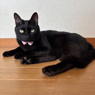 【お見合い歓迎】ルセラちゃん