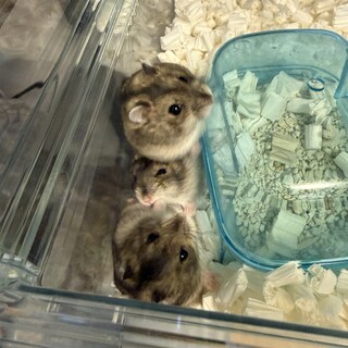 ジャンガリアンハムスター(アグーチカラー)