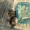 ジャンガリアンハムスター(アグーチカラー) サムネイル2