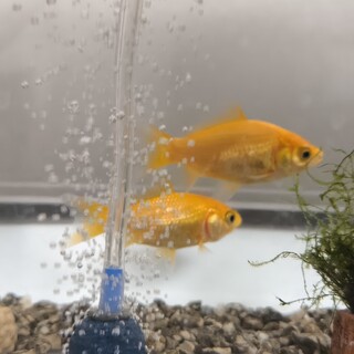 里親さんを探しています