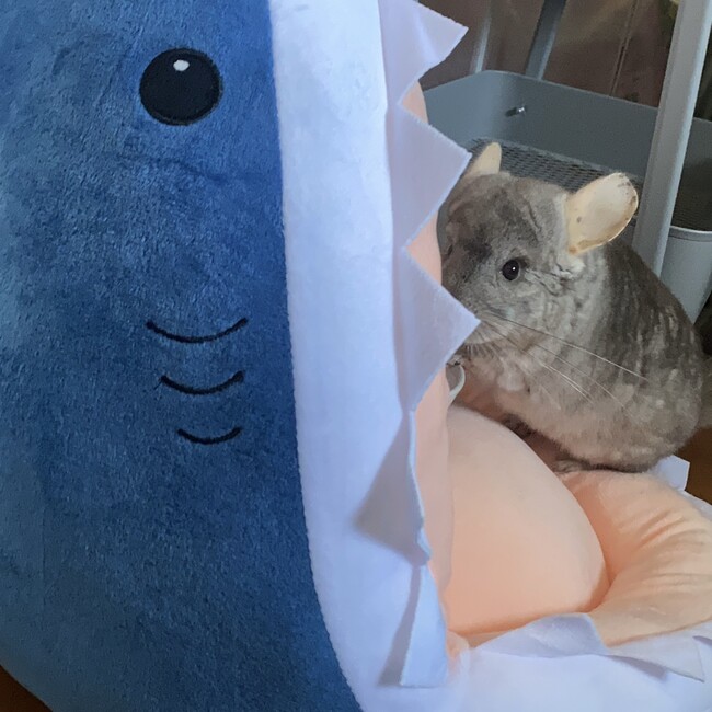 たれぞのカバー写真