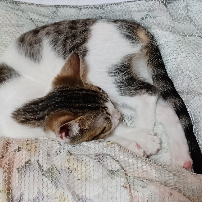 菜摘子のカバー写真