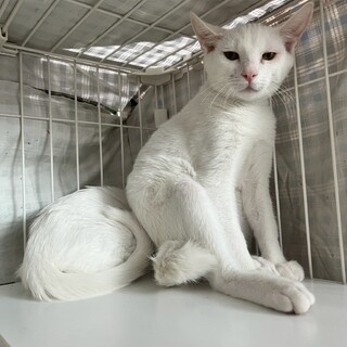 まだまだ見どころたっふりのツンデレちえ丸〇