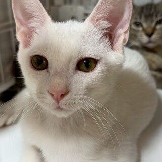 少しシャイだけどなでなでは嫌いじゃない！ひらめき丸