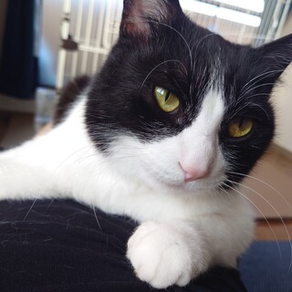 里親募集 今年の7月で6歳