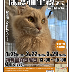 Save The Cat 保護猫里親会 in Hitachi
