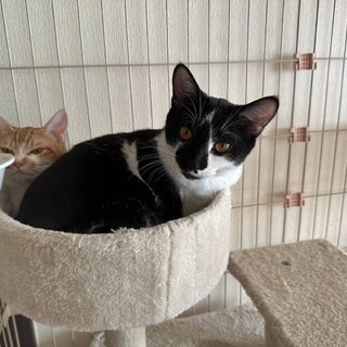 人慣れ抜群の甘えん坊♡こむぎ