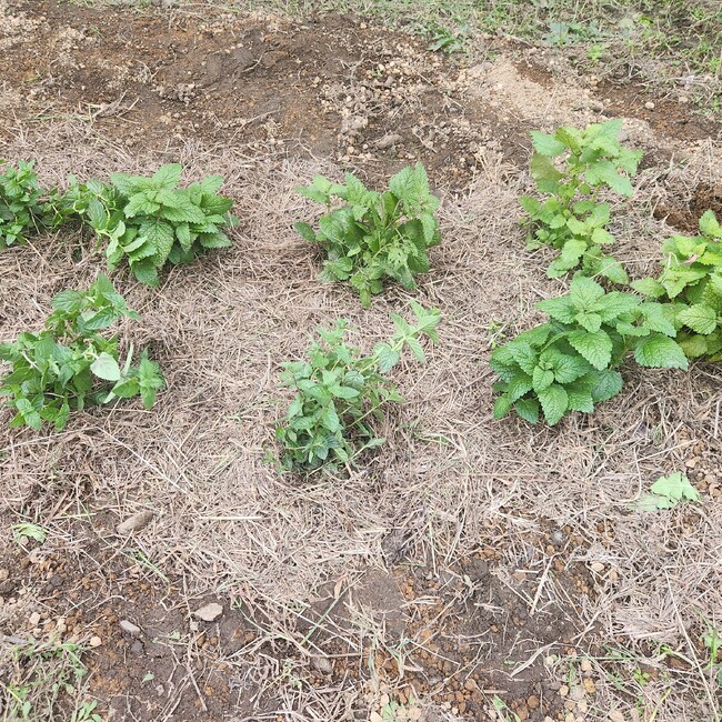 ピラテツ２９のカバー写真