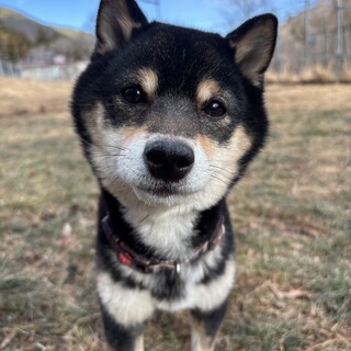 闘病中の豆柴くん。ご家族さまを募集中
