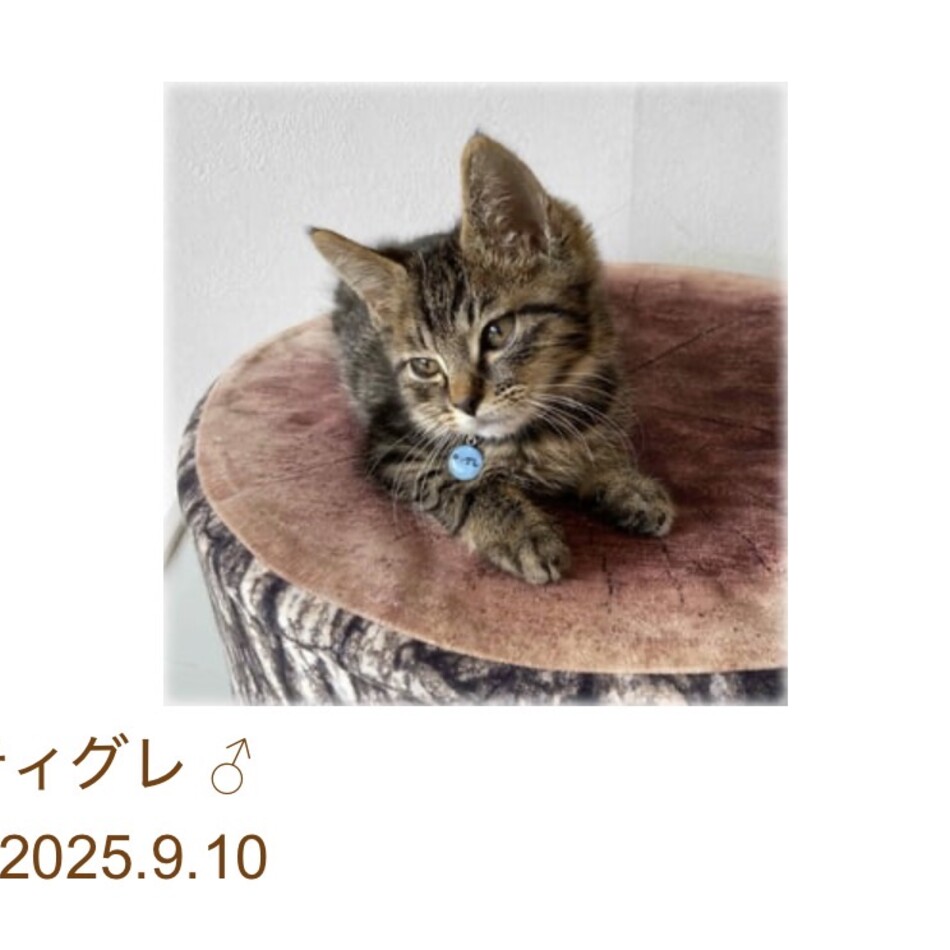 おこげのカバー写真