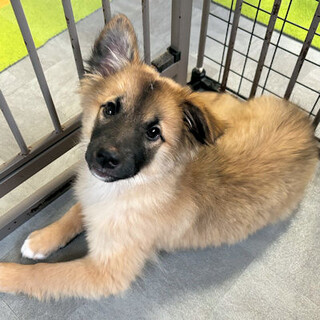 この鼻黒、このふわふわが何とも可愛いパティです♡