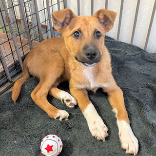 クリクリの目が忘れられない魅力のモンちゃん♡