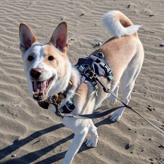 好奇心旺盛で賢い  ミルク君