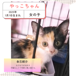 保護猫譲渡会@寝屋川市 サムネイル2