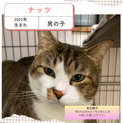 保護猫譲渡会@寝屋川市 サムネイル3