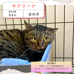 保護猫譲渡会@深北緑地 サムネイル2