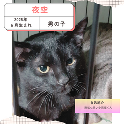 保護猫譲渡会@深北緑地 サムネイル3