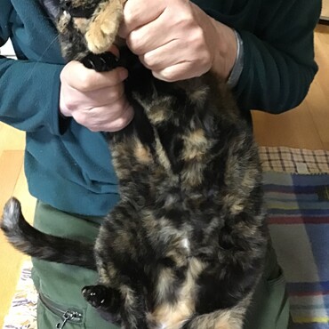 フワモコのユッチのおなか、触ってもいいよぉ！