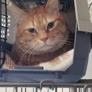 お顔に傷を負った、大きな茶トラのレオくん