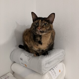 くっついていたいビビちゃん