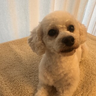 タイニーサイズの引退犬