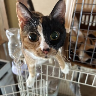 ストーカーねこ