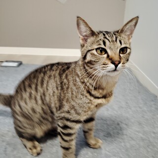 ※訂正、実際は陰性です　人懐っこいキジトラ　７か月