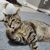 人懐っこいキジトラ　７か月 サムネイル4