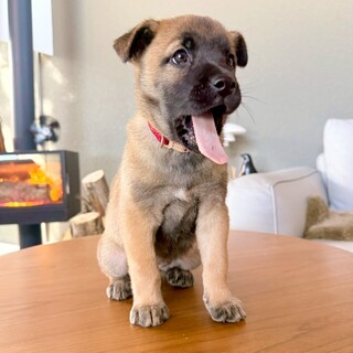 甘えん坊な末っ子【タラちゃん】