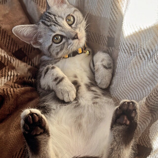 人懐っこいアメリカンショートヘアの女の子(2歳)