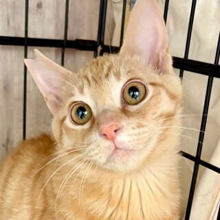 動物病院の保護猫・おっきくなりそうな茶トラくん★