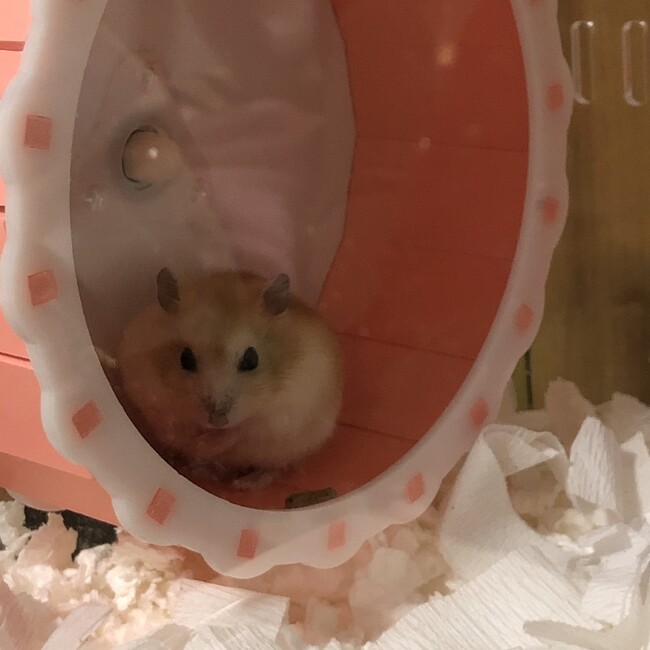 Moonかおりのカバー写真