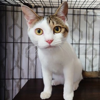 【4/19恵比寿】猫と仲良くできる◎人馴れ順調な子