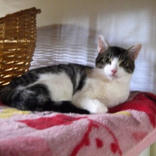 元気いっぱい　キジ白男子のひかりです