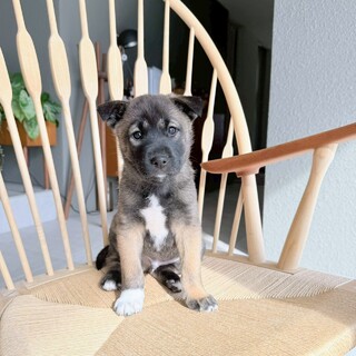 元気いっぱい！！【はたはた君】