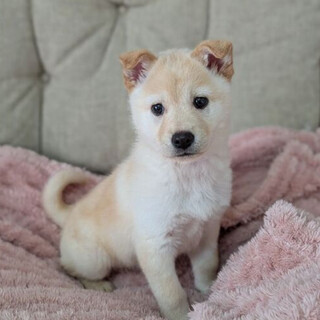 1ヶ月半の女の子「キャンディーちゃん」