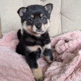 1ヶ月半の女の子「アニーちゃん」