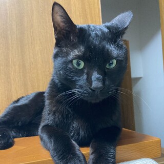 【募集一時停止】撫でて攻撃が激しい甘えん坊さん