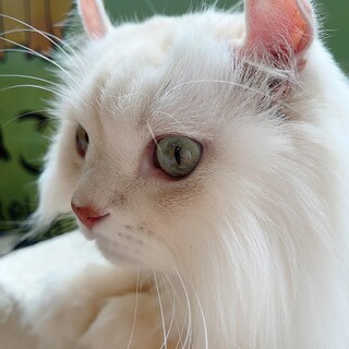 只今お話し中！一時停止【チョッパー】