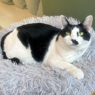 【モコ】背中乗るの大好き！