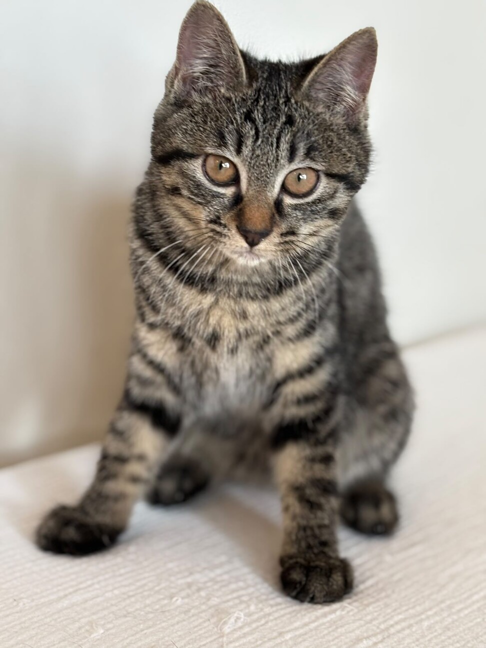 猫好きなシャイガールまめちゃん サムネイル4