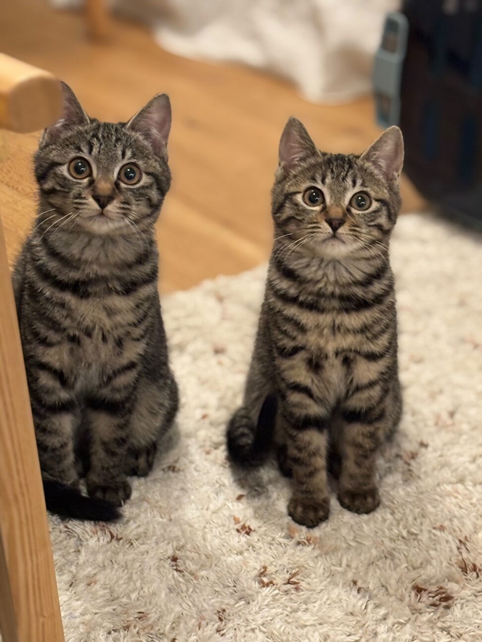 猫好きなシャイガールまめちゃん サムネイル6