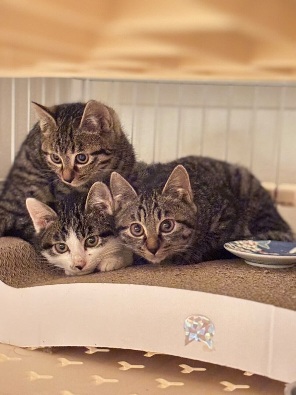 猫好きなシャイガールまめちゃん サムネイル7