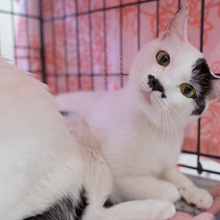 白いまん丸チョビ髭くん@譲渡会（鎌ヶ谷）