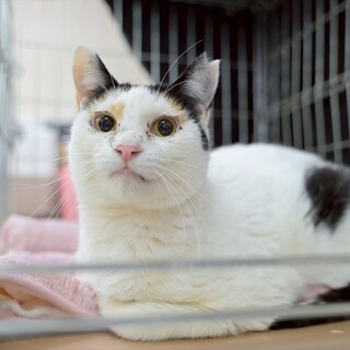 4/26譲渡会@船橋★前髪短めゴロスリ女子