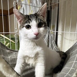 寂しがりやな　まる