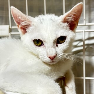 マイペースなさとり姫ちゃん