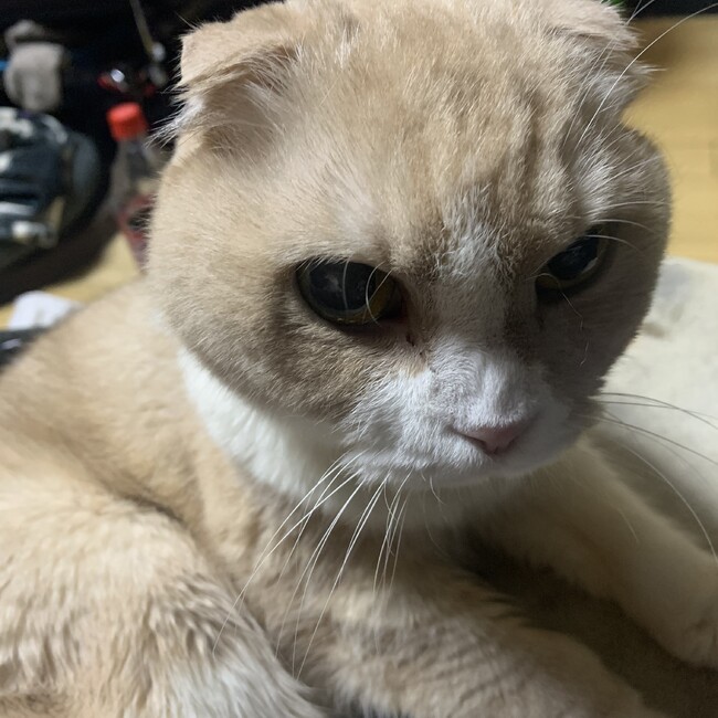 たぁだおのカバー写真