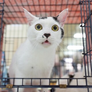 豆大福みたいな？甘えん坊ムロ君@譲渡会（鎌ヶ谷）