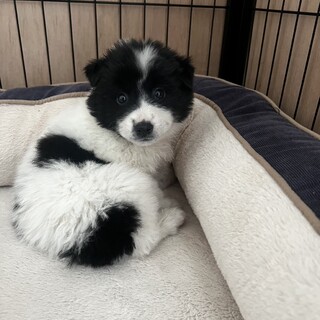 一旦募集停止 めちゃくちゃかわいいです